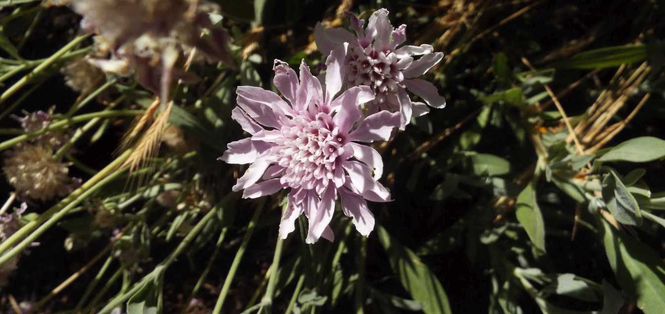 Da Tenerife (Canarie):  Pterocephalus lasiospermus (Caprifoliaceae)