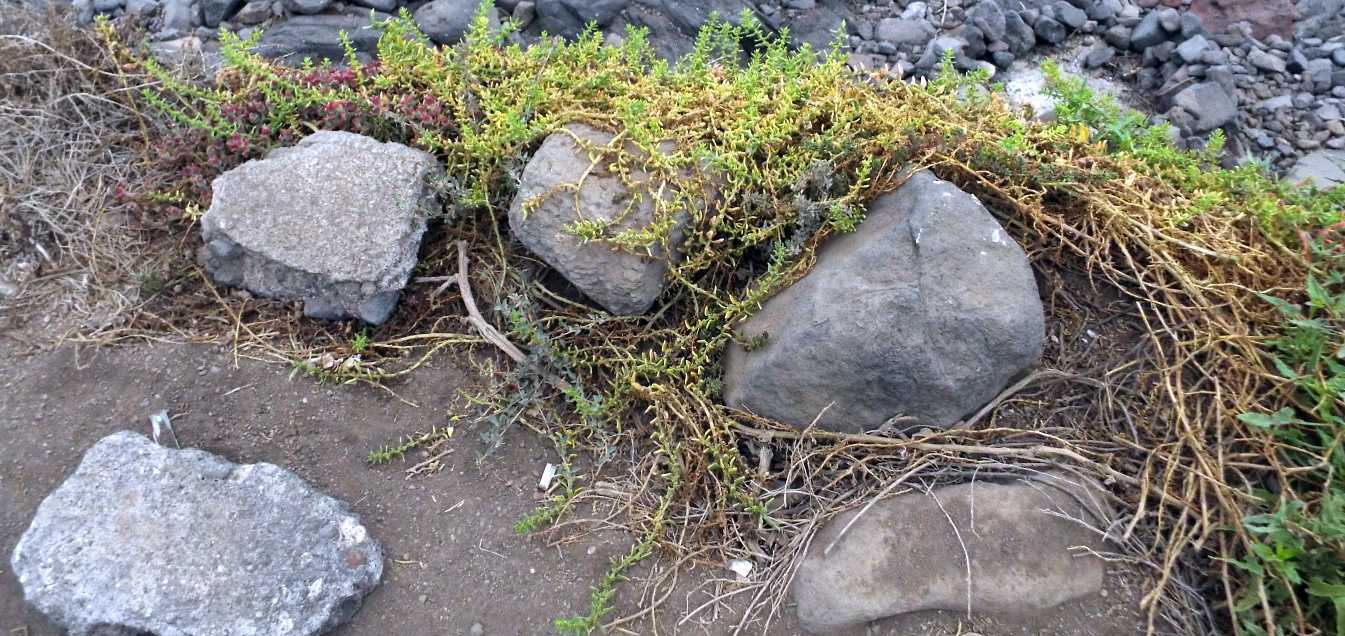 Da Tenerife (Canarie): ancora Patellifolia patellaris?  S !