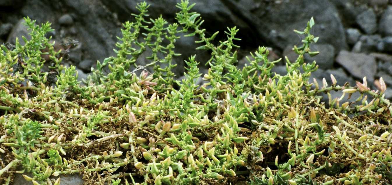 Da Tenerife (Canarie): ancora Patellifolia patellaris?  S !