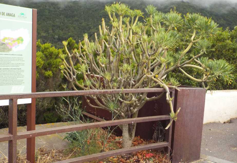 Da Tenerife (Canarie):  Kleinia neriifolia (Asteraceae)