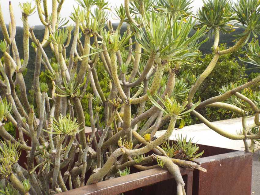 Da Tenerife (Canarie):  Kleinia neriifolia (Asteraceae)