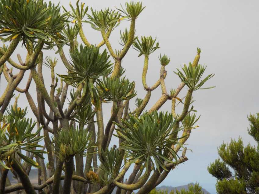 Da Tenerife (Canarie):  Kleinia neriifolia (Asteraceae)