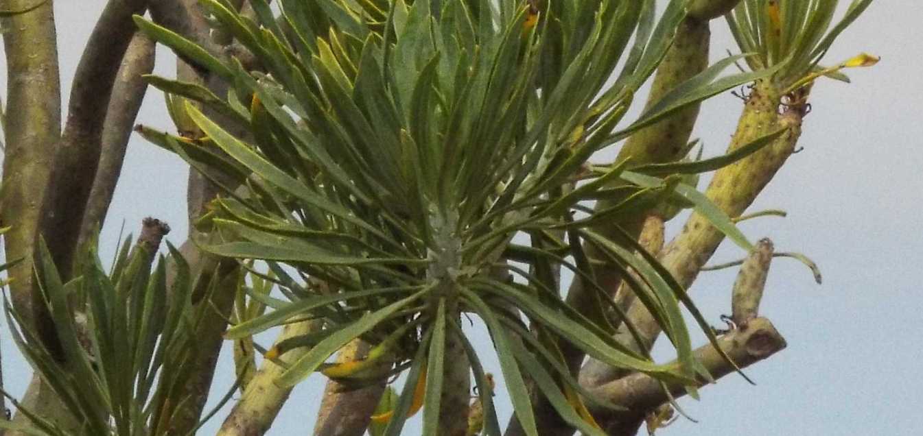 Da Tenerife (Canarie):  Kleinia neriifolia (Asteraceae)