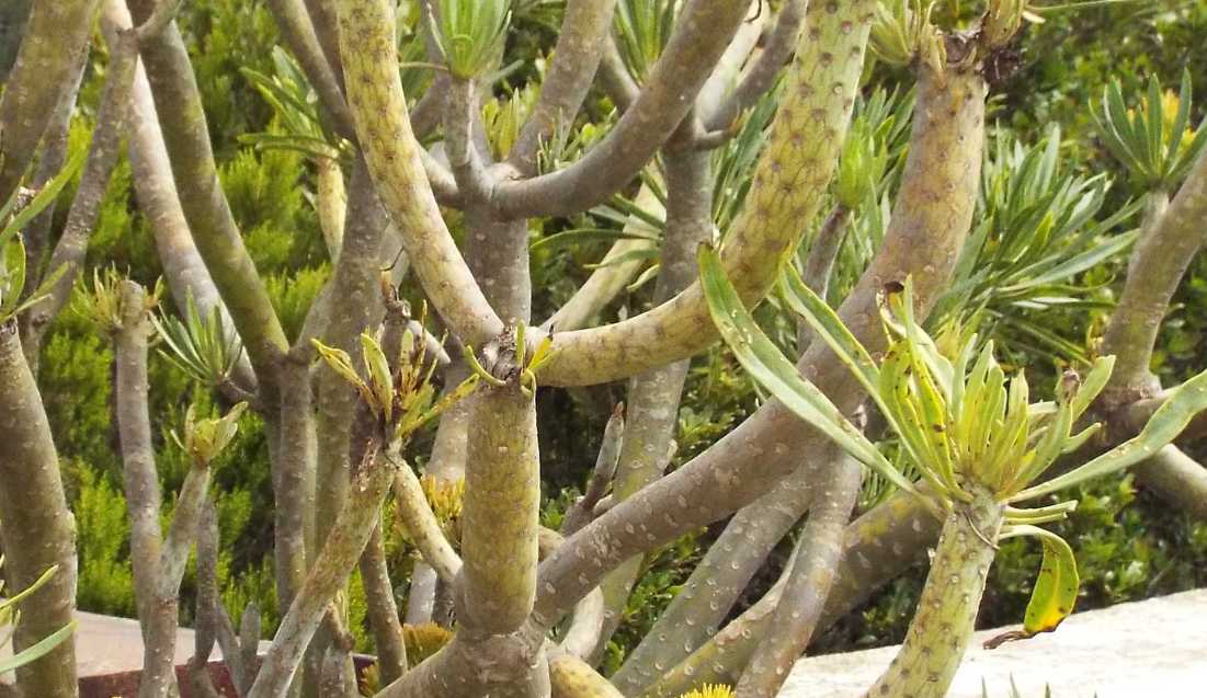 Da Tenerife (Canarie):  Kleinia neriifolia (Asteraceae)