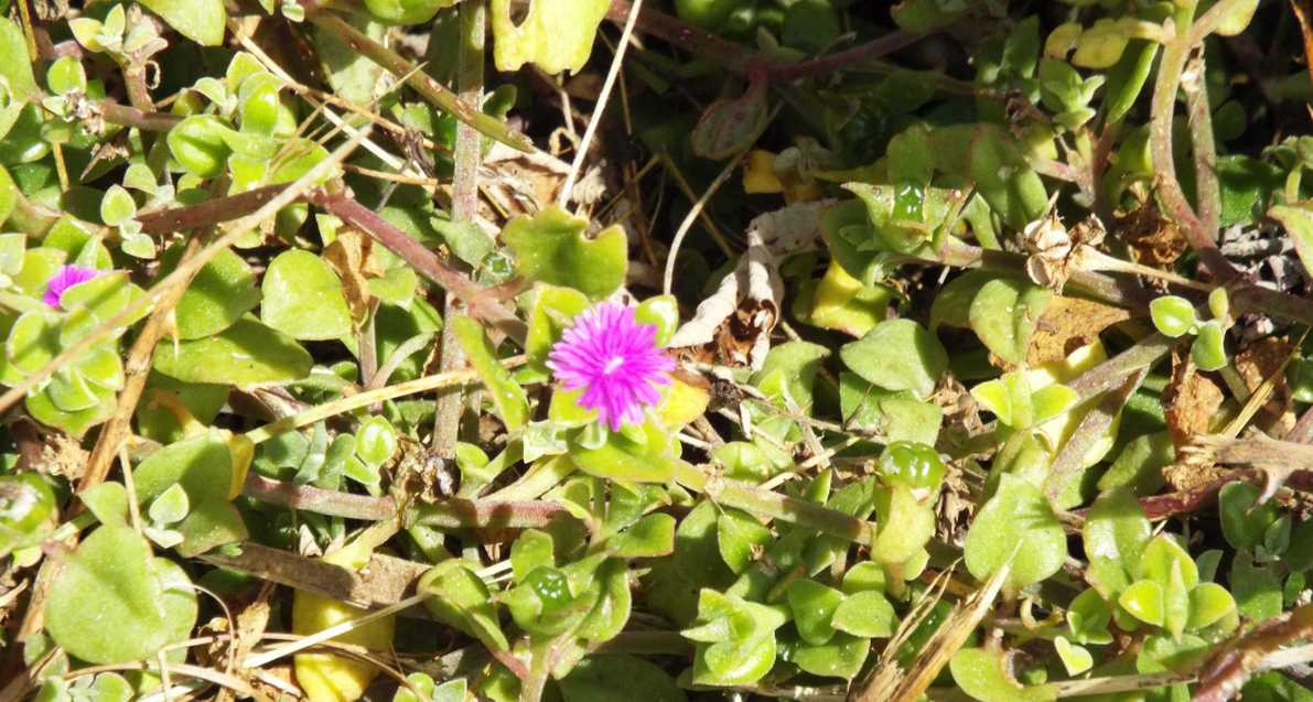 Da Tenerife (Canarie):  Mesembryanthemum cordifolium (Aizoaceae)