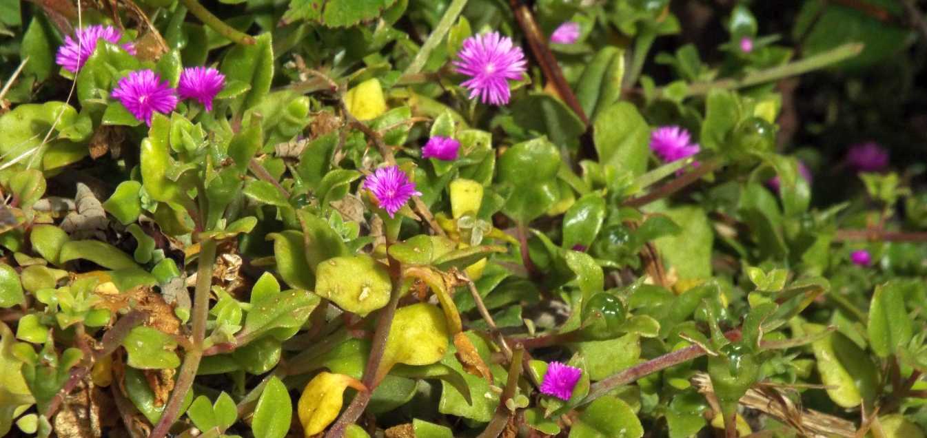 Da Tenerife (Canarie):  Mesembryanthemum cordifolium (Aizoaceae)