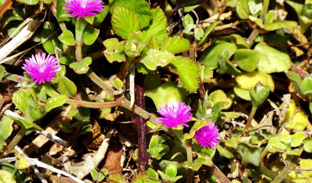 Da Tenerife (Canarie):  Mesembryanthemum cordifolium (Aizoaceae)