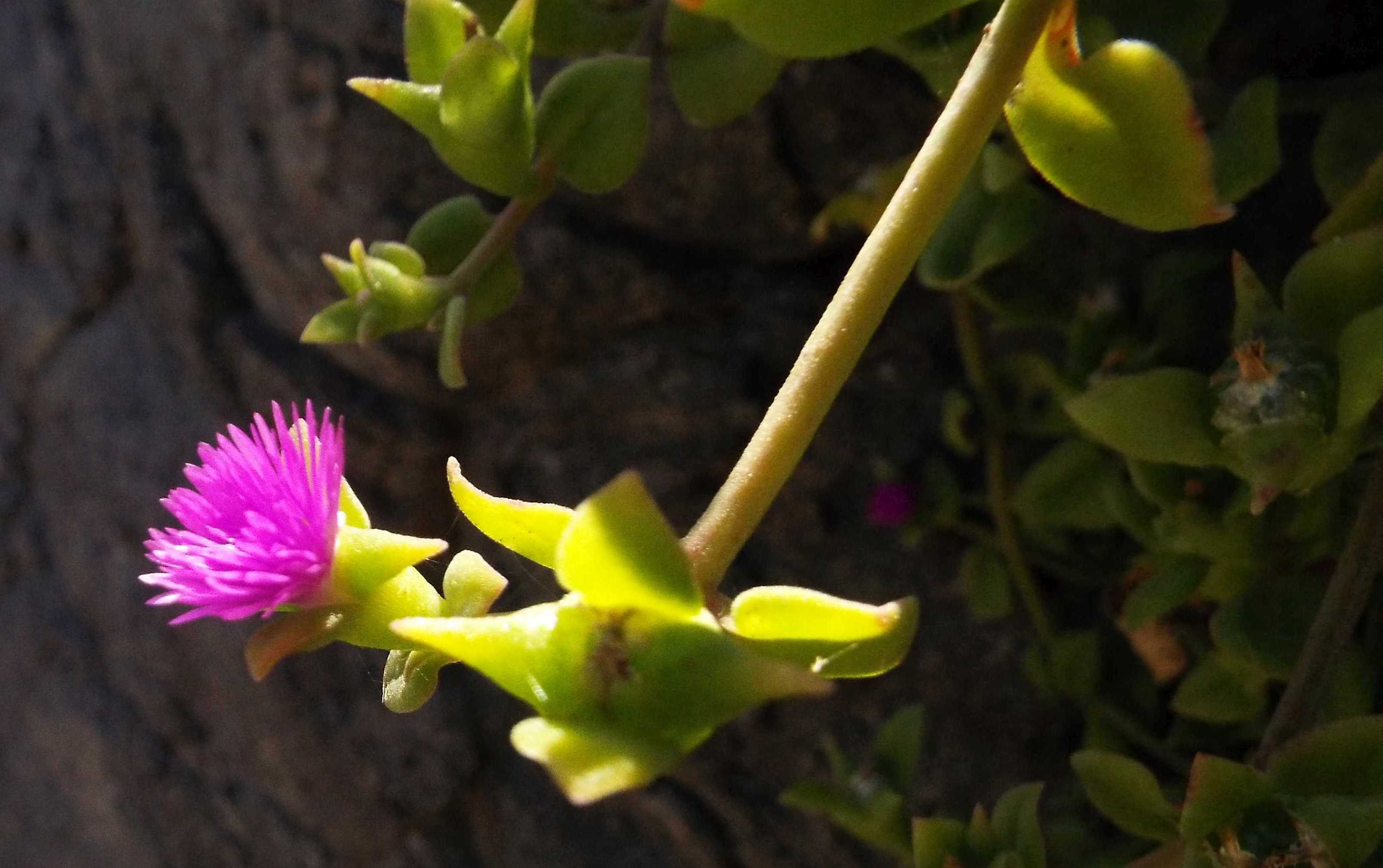 Da Tenerife (Canarie):  Mesembryanthemum cordifolium (Aizoaceae)