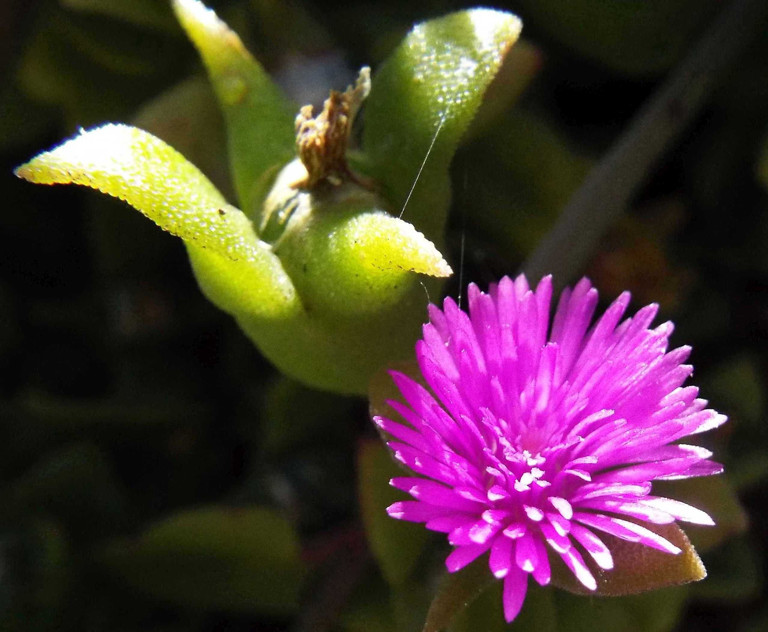 Da Tenerife (Canarie):  Mesembryanthemum cordifolium (Aizoaceae)