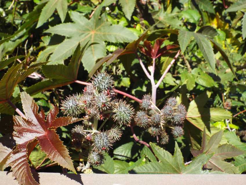 Da Tenerife (Canarie):  Ricinus communis (Euphorbiaceae)