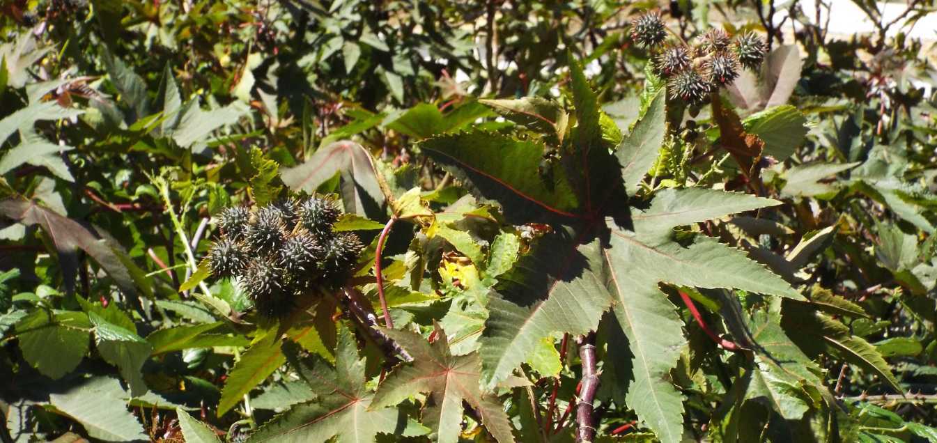 Da Tenerife (Canarie):  Ricinus communis (Euphorbiaceae)