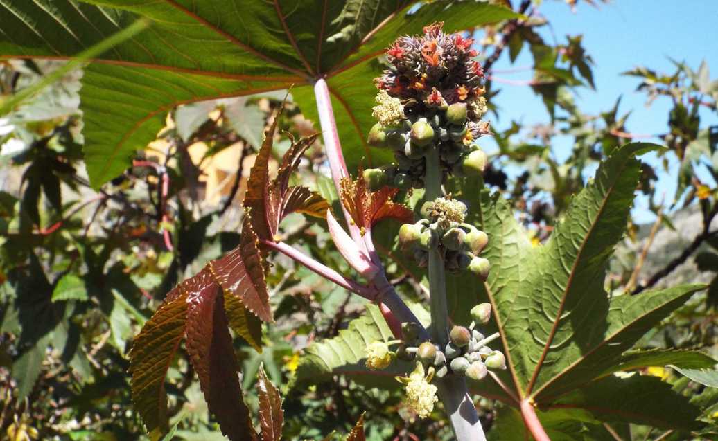 Da Tenerife (Canarie):  Ricinus communis (Euphorbiaceae)