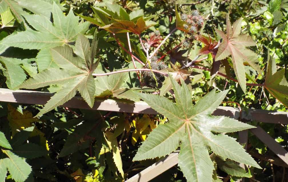 Da Tenerife (Canarie):  Ricinus communis (Euphorbiaceae)