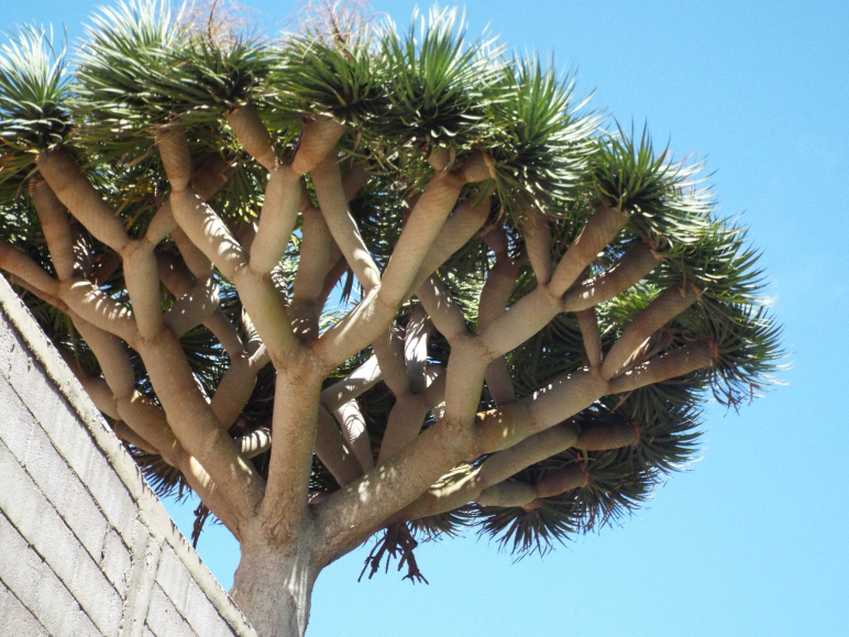 Da Tenerife (Canarie):  Dracaena draco (Asparagaceae)