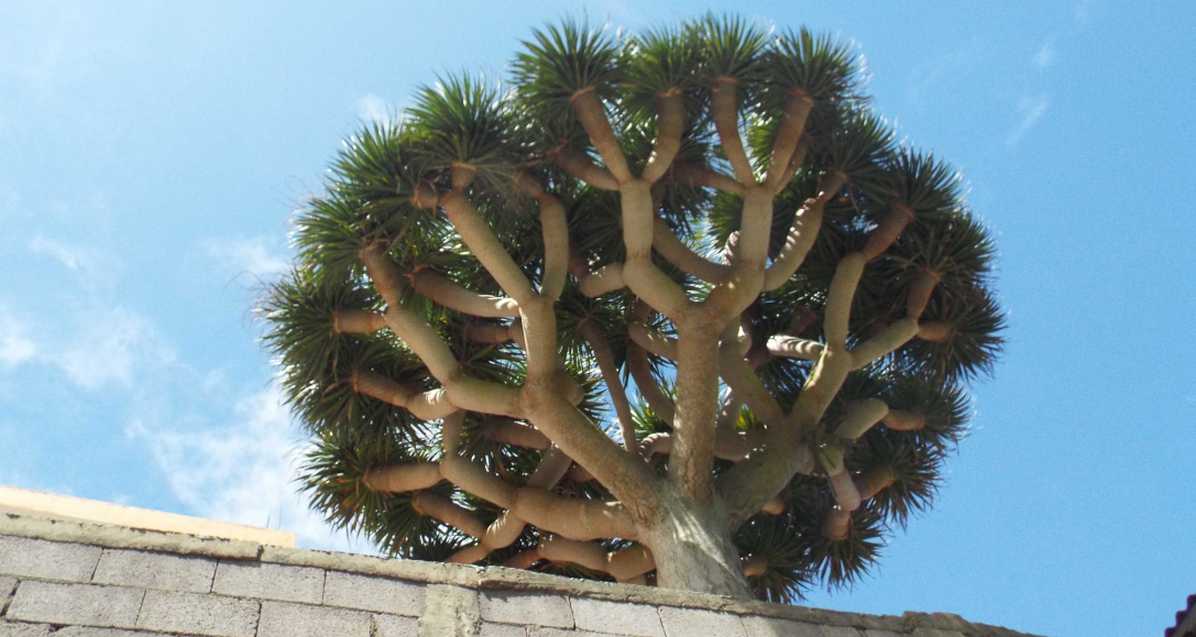 Da Tenerife (Canarie):  Dracaena draco (Asparagaceae)