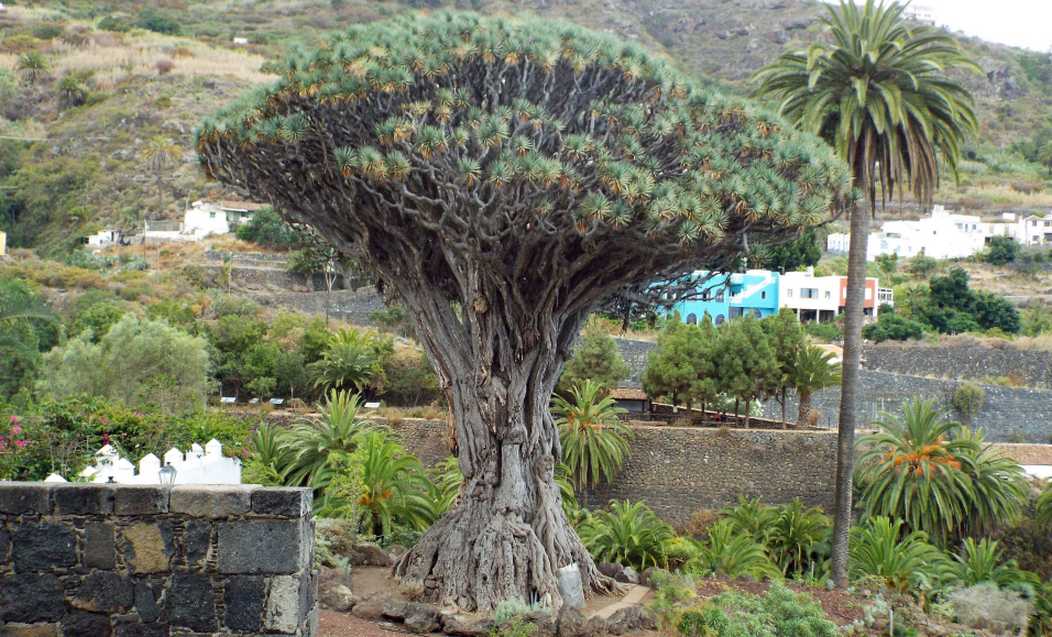 Da Tenerife (Canarie):  Dracaena draco (Asparagaceae)