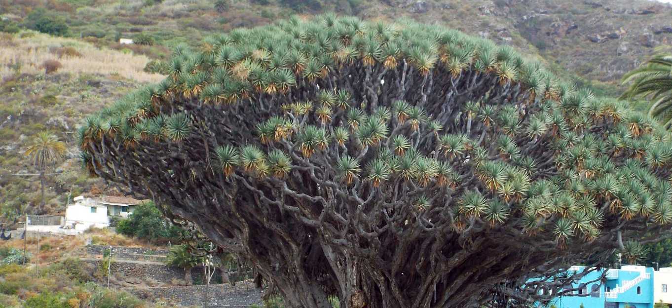 Da Tenerife (Canarie):  Dracaena draco (Asparagaceae)