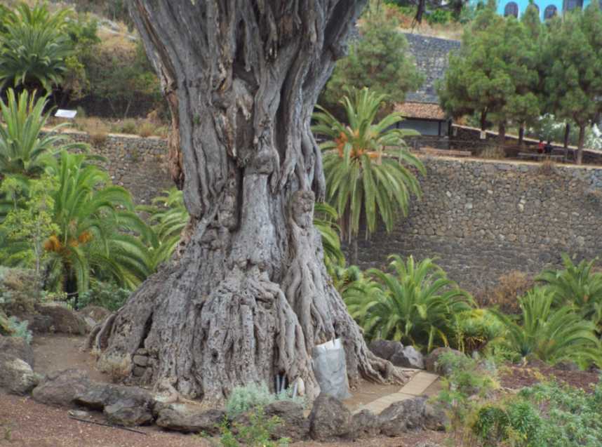 Da Tenerife (Canarie):  Dracaena draco (Asparagaceae)