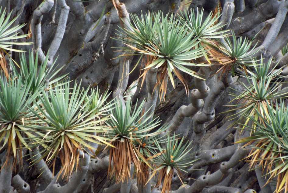 Da Tenerife (Canarie):  Dracaena draco (Asparagaceae)