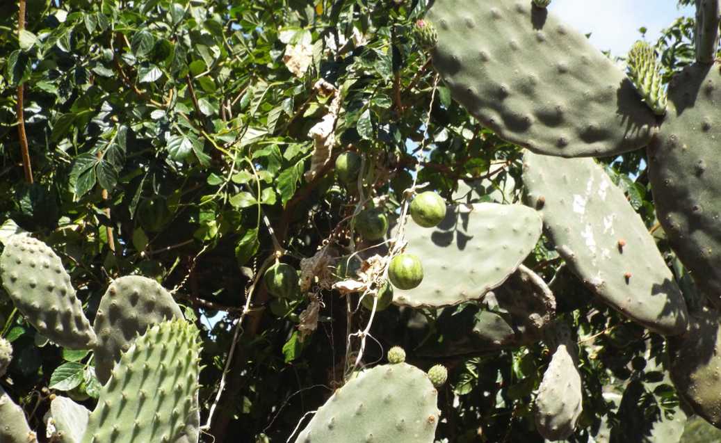 Da Tenerife (Canarie):  Bryonia verrucosa (Cucurbitaceae)