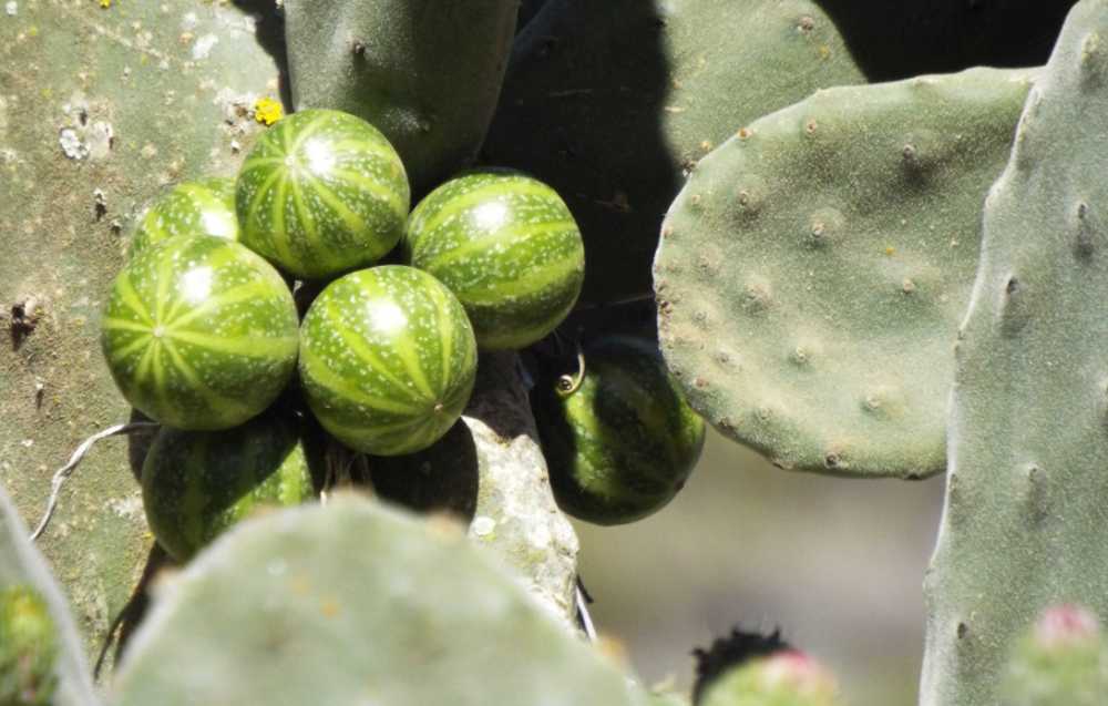 Da Tenerife (Canarie):  Bryonia verrucosa (Cucurbitaceae)