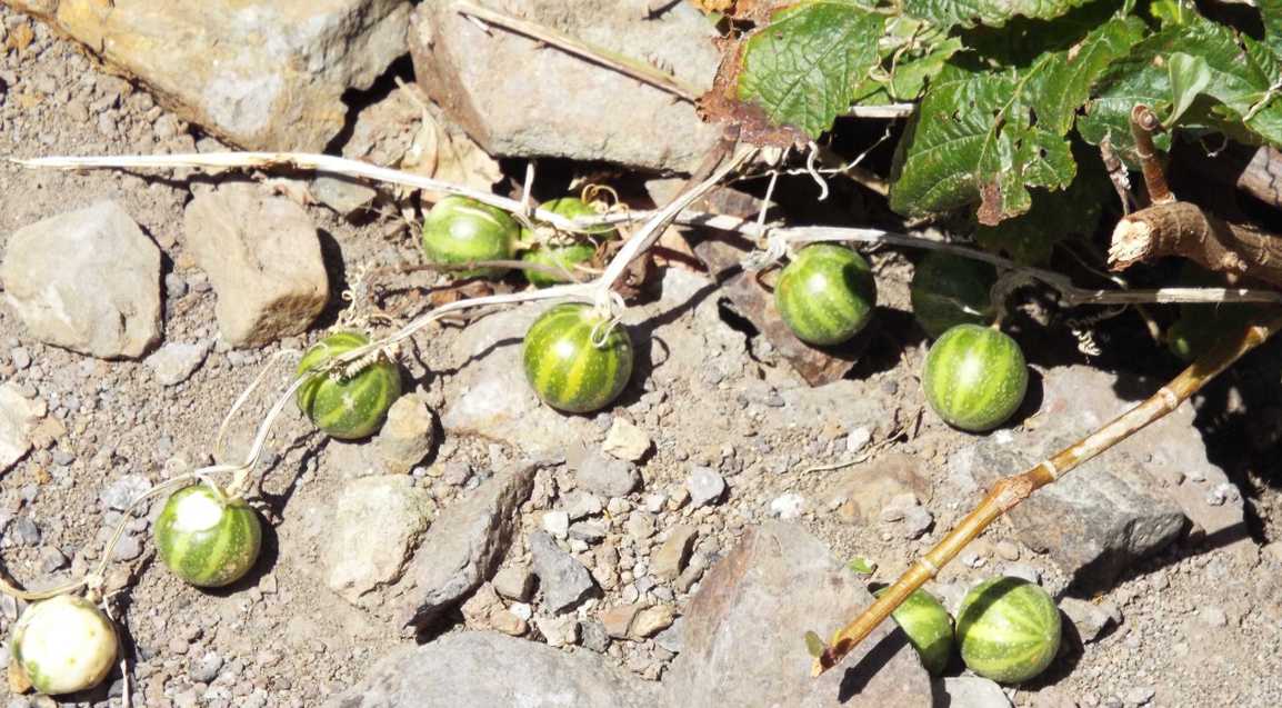 Da Tenerife (Canarie):  Bryonia verrucosa (Cucurbitaceae)