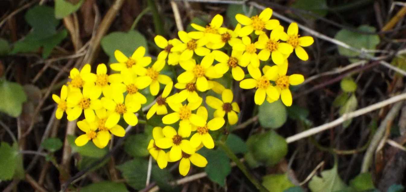 Da Tenerife (Canarie):   Senecio angulatus (Asteraceae)