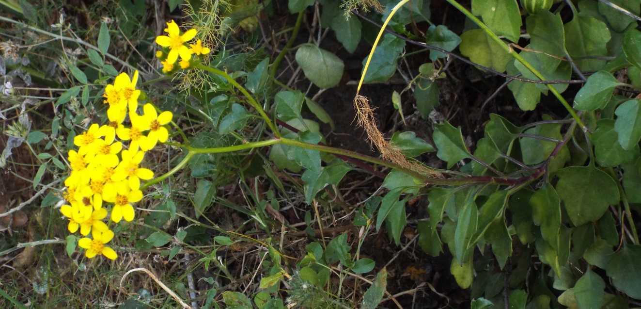 Da Tenerife (Canarie):   Senecio angulatus (Asteraceae)