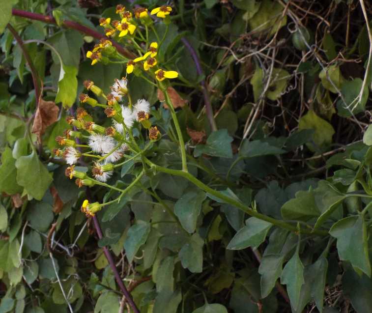 Da Tenerife (Canarie):   Senecio angulatus (Asteraceae)