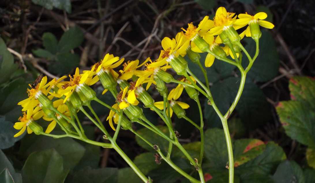 Da Tenerife (Canarie):   Senecio angulatus (Asteraceae)