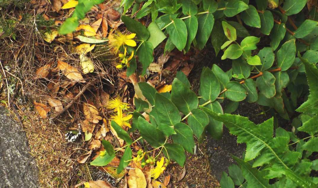 Da Tenerife (Canarie):   Hypericum grandifolium