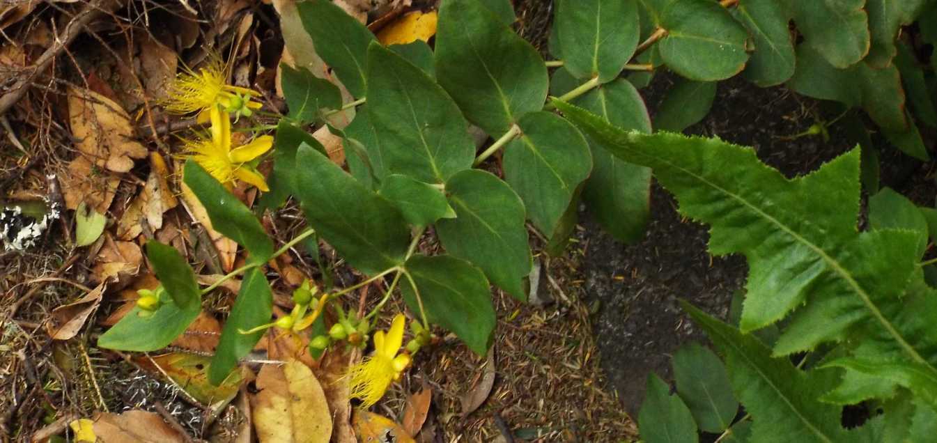 Da Tenerife (Canarie):   Hypericum grandifolium