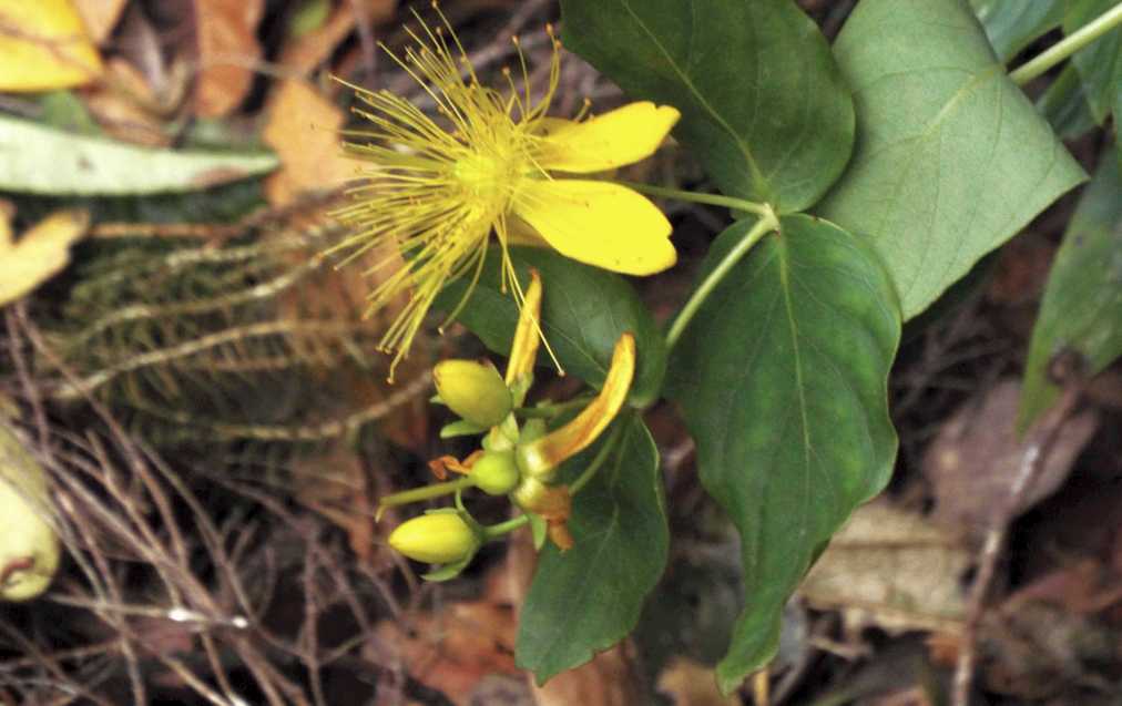 Da Tenerife (Canarie):   Hypericum grandifolium