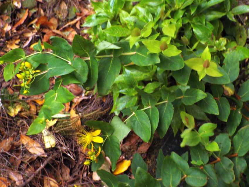 Da Tenerife (Canarie):   Hypericum grandifolium