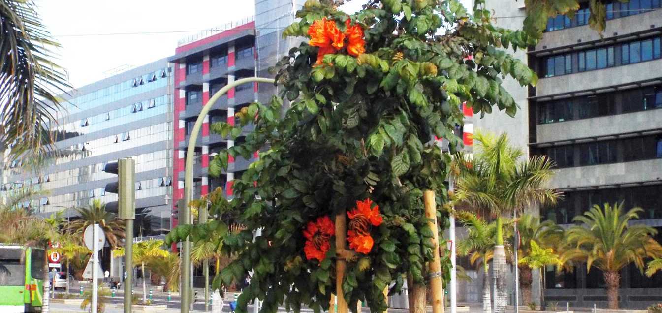 Da Tenerife (Canarie): Spathodea campanulata (Bignoniaceae)