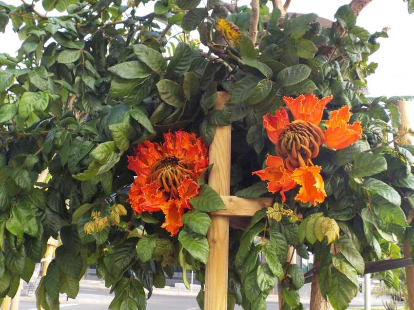 Da Tenerife (Canarie): Spathodea campanulata (Bignoniaceae)