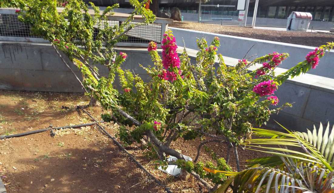 Da Tenerife (Canarie):  Bougainvillea sp. (Nyctaginaceae)