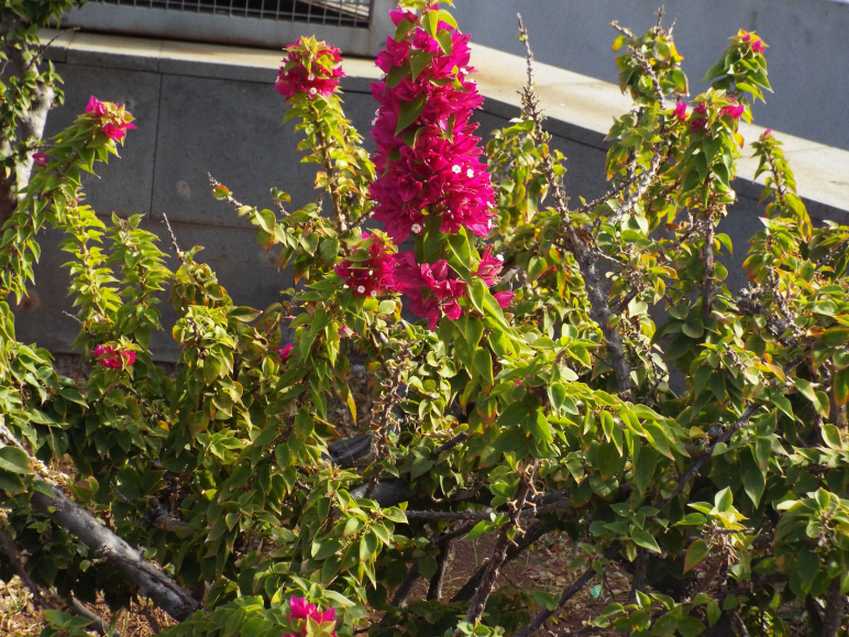 Da Tenerife (Canarie):  Bougainvillea sp. (Nyctaginaceae)