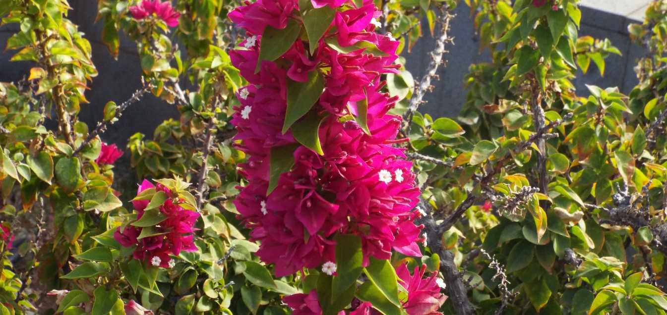 Da Tenerife (Canarie):  Bougainvillea sp. (Nyctaginaceae)