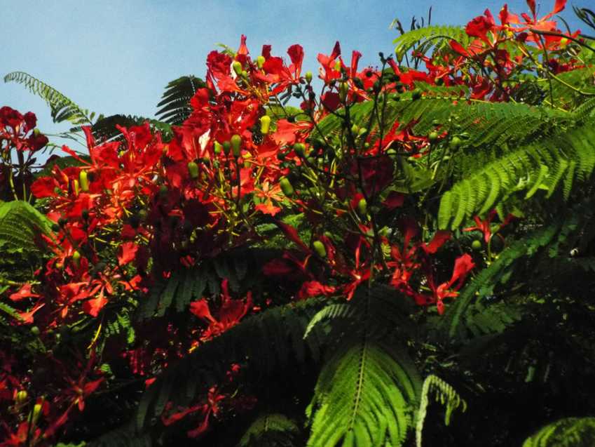 Albero da Tenerife (Canarie): Delonix regia (Fabaceae)