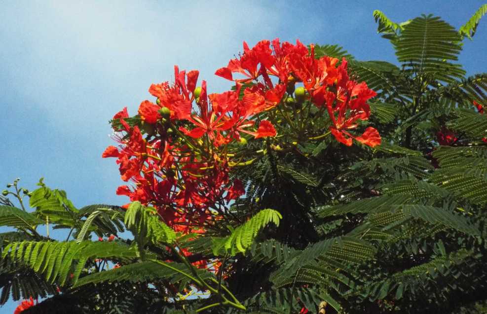 Albero da Tenerife (Canarie): Delonix regia (Fabaceae)