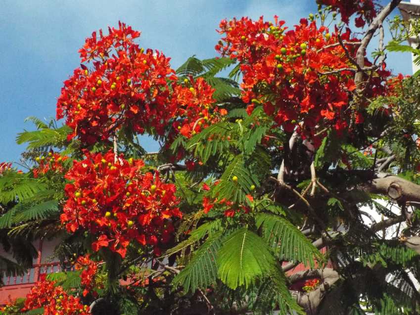 Albero da Tenerife (Canarie): Delonix regia (Fabaceae)