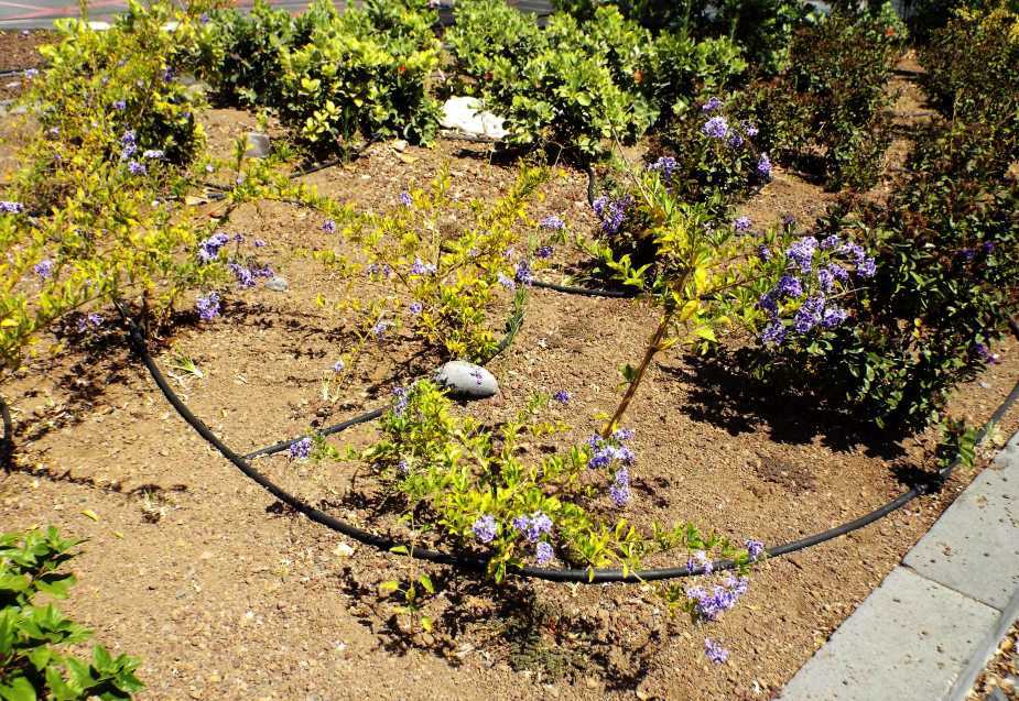 Da Tenerife (Canarie):  cv di Duranta erecta (Verbenaceae)