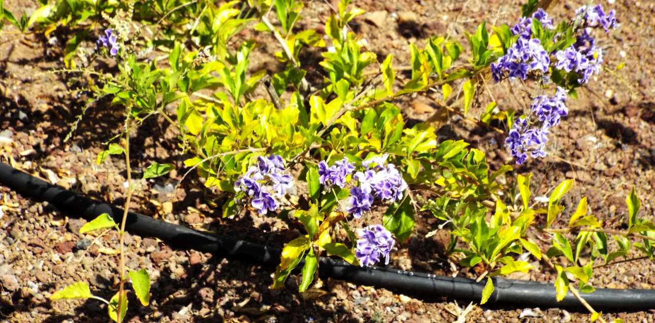 Da Tenerife (Canarie):  cv di Duranta erecta (Verbenaceae)