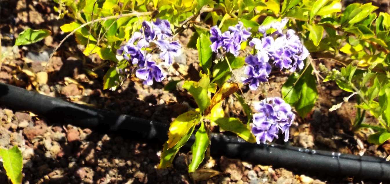 Da Tenerife (Canarie):  cv di Duranta erecta (Verbenaceae)