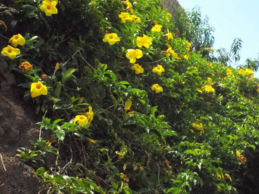 A Tenerife (Canarie): Allamanda cfr.cathartica (Apocynaceae)