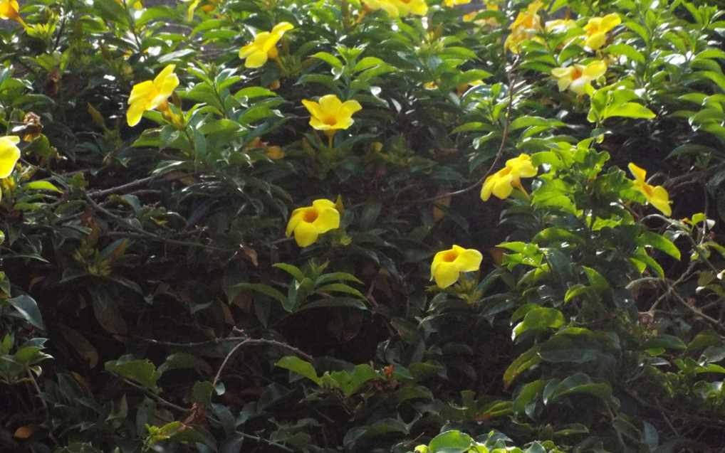 A Tenerife (Canarie): Allamanda cfr.cathartica (Apocynaceae)