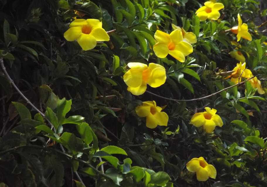 A Tenerife (Canarie): Allamanda cfr.cathartica (Apocynaceae)