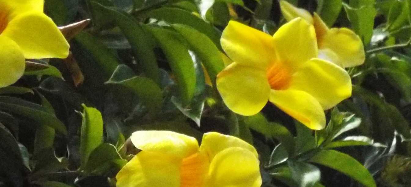 A Tenerife (Canarie): Allamanda cfr.cathartica (Apocynaceae)