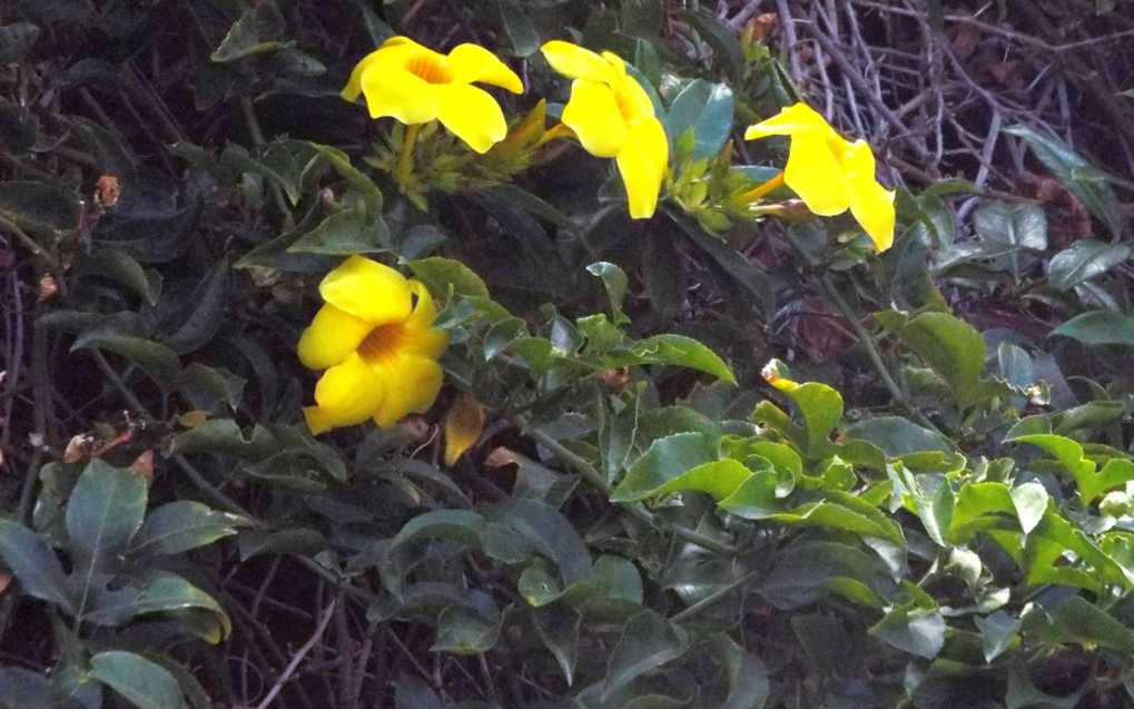 A Tenerife (Canarie): Allamanda cfr.cathartica (Apocynaceae)